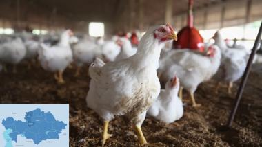 Kostanai Region Launches Construction of $114.2 Million Poultry Farm